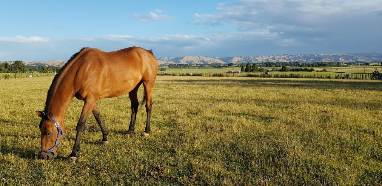 Estancia Farm Stay Мастертон Экстерьер фото
